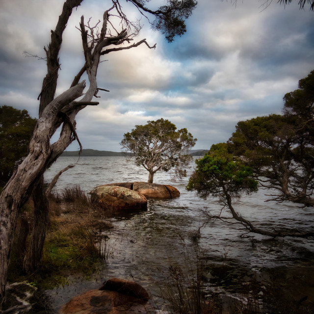 "Trees at the Cove" stock image