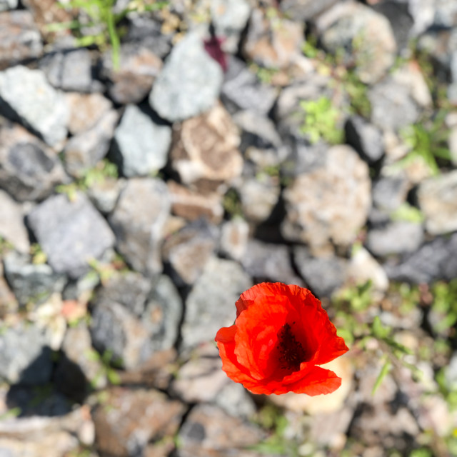 "poppy flowering on a gravel surface" stock image