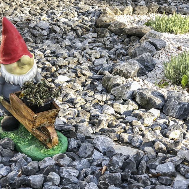 "garden gnome in a gravel garden" stock image