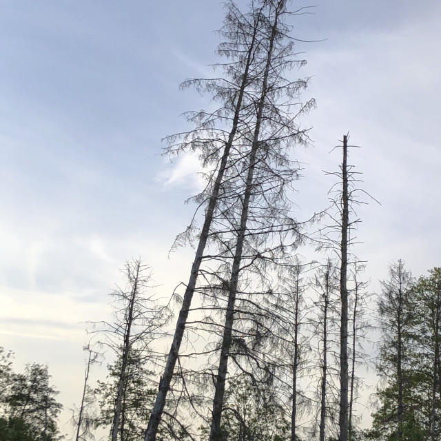 "trunks of dead spruce trees" stock image