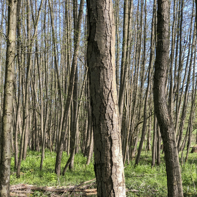 "tree trunks of a forest" stock image