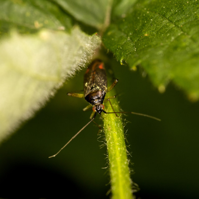 "Plant Bug (Miridae)" stock image