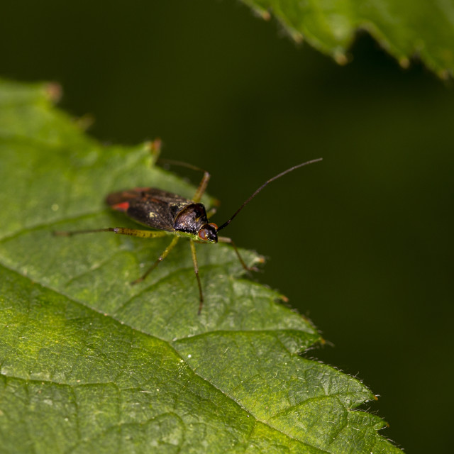 "Plant Bug (Miridae)" by Bobb Strongman - £20.00 "Plant Bug (Miridae)" stock image