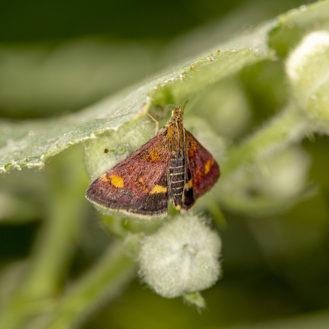 "Mint Moth (Pyrausta Aurata)" by Bobb Strongman - £20.00 "Mint Moth (Pyrausta Aurata)" stock image