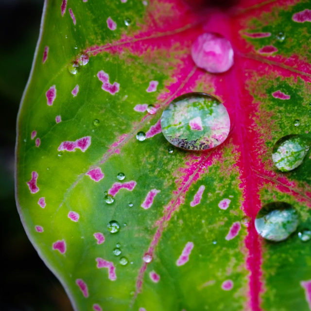 "Caladium leaf with pink line and hue with some drop of water" stock image
