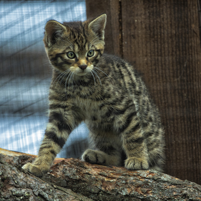 "Scottish Wildcat Kitten, Scottish Highlands" by John McGowan - £15.00 "Scottish Wildcat Kitten, Scottish Highlands" stock image