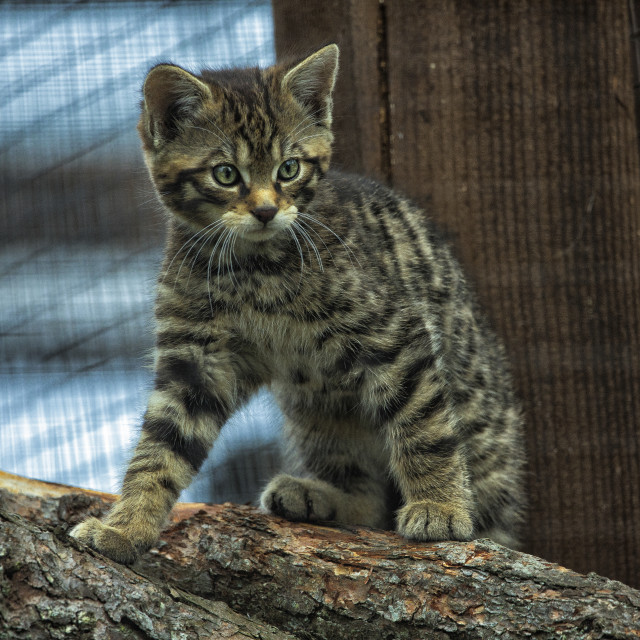 "Scottish Wildcat Kitten, Scottish Highlands" stock image