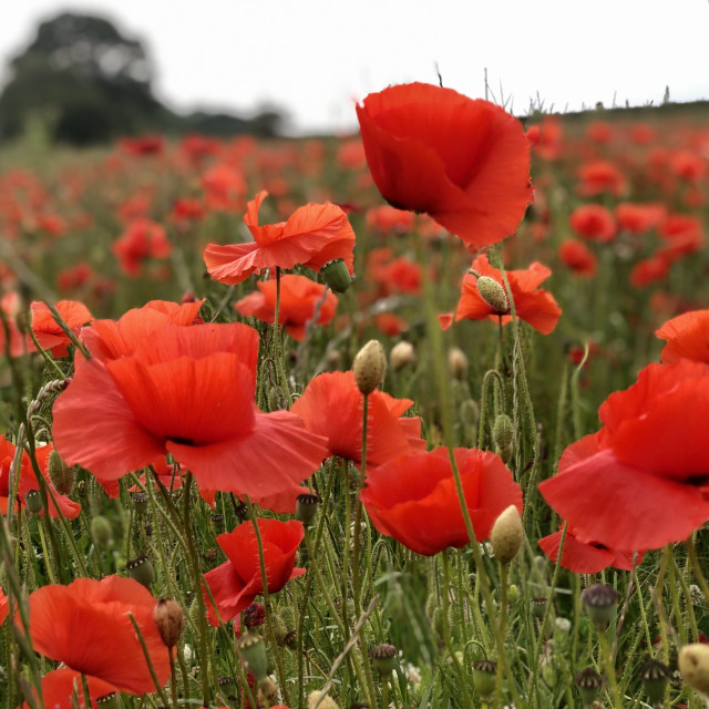 "Poppy Field" by DRS Photography - $6.03 "Poppy Field" stock image