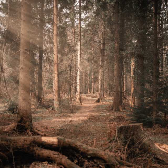 "Into the Woods" by Pete Griffiths - £10.00 "Into the Woods" stock image