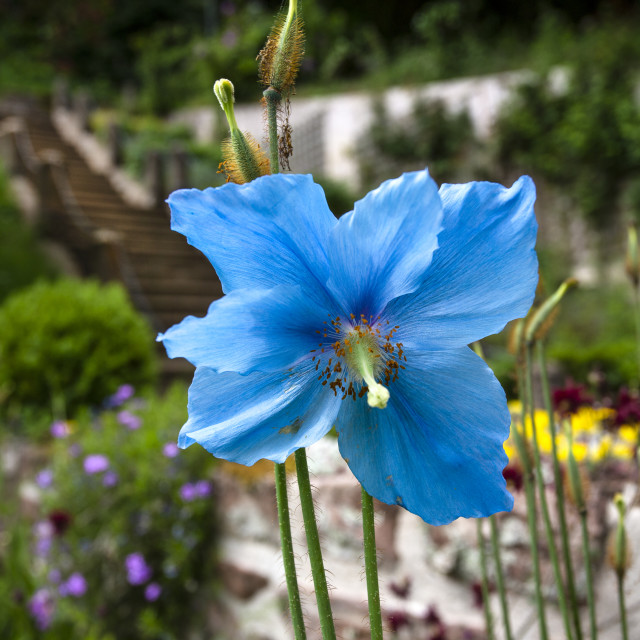 "Himalayan Blue Poppy, North East Scottish Highlands" by John McGowan - £2.00 "Himalayan Blue Poppy, North East Scottish Highlands" stock image