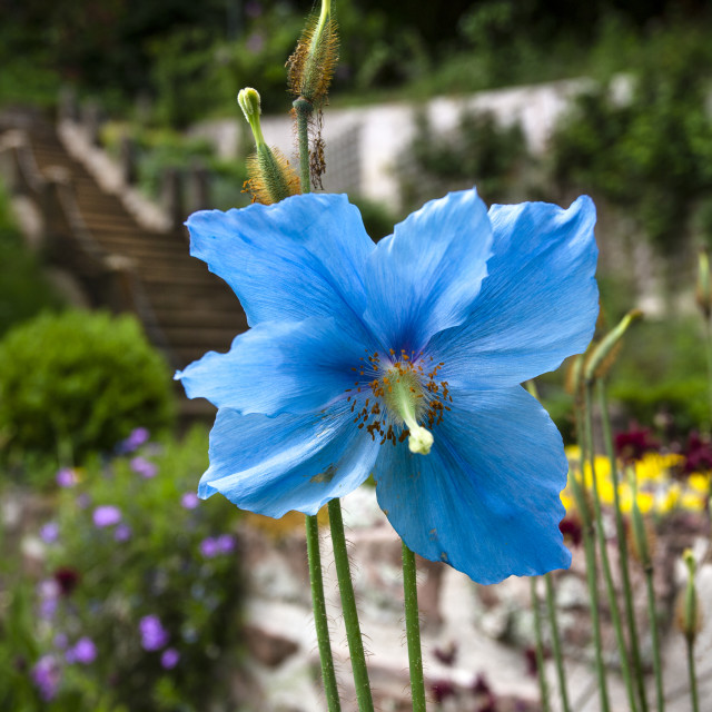 "Himalayan Blue Poppy, North East Scottish Highlands" stock image