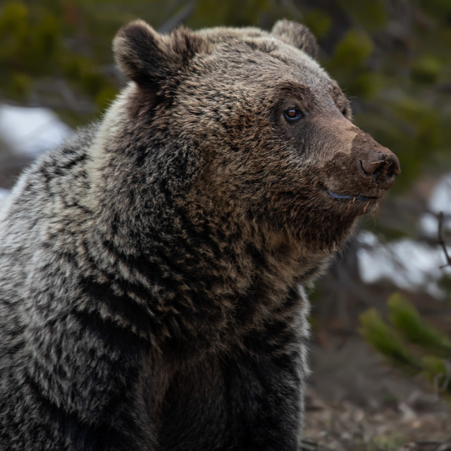 "grizzly bear-grand teton-national parks-bear" by Chuck Taylor - £77.82 "grizzly bear-grand teton-national parks-bear" stock image