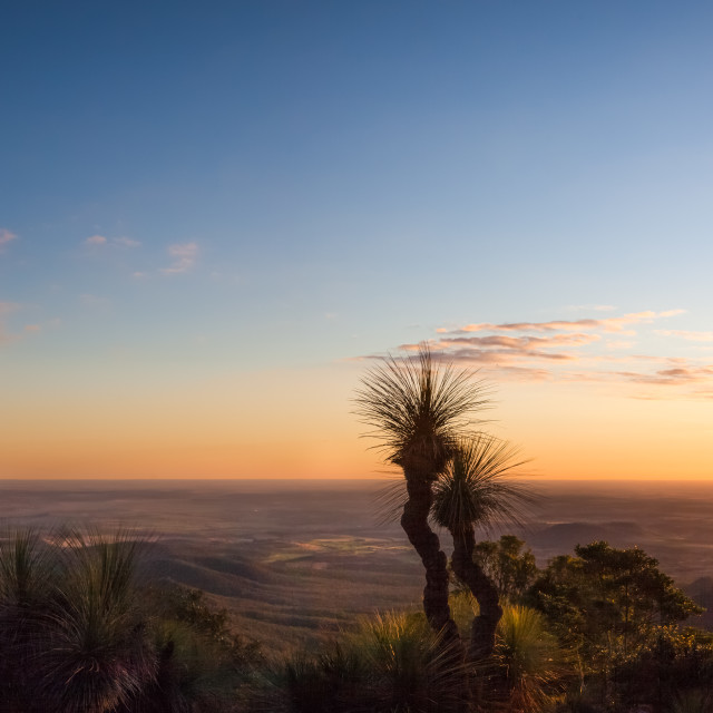 "Sunset through the grass trees" by Matt Sheumack - $12.46 "Sunset through the grass trees" stock image