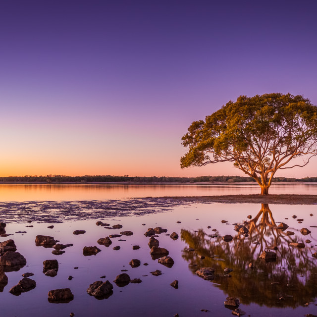 "Lone tree in the sea" by Matt Sheumack - $12.46 "Lone tree in the sea" stock image