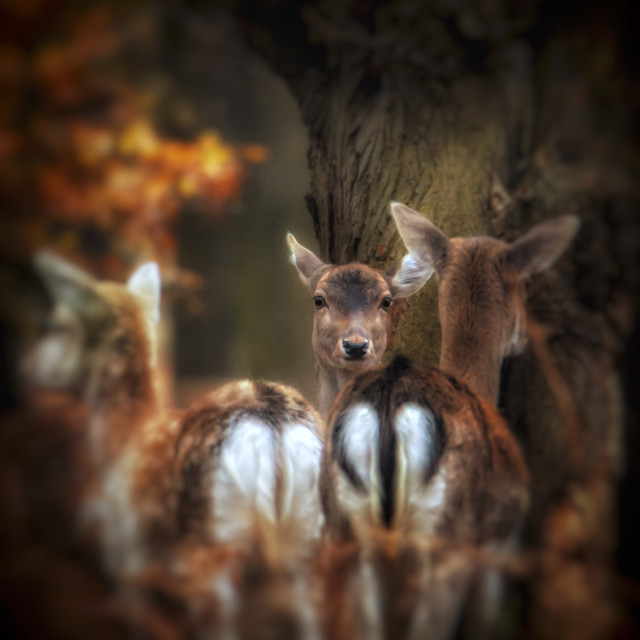 "We’re being watched" by Simon Martin - £15.00 "We’re being watched" stock image