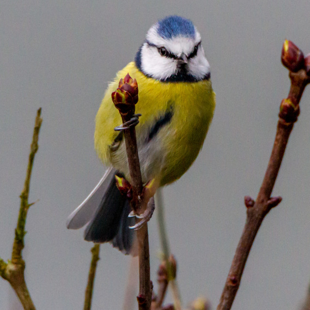 "Blue tit" by Simon Martin - £15.00 "Blue tit" stock image