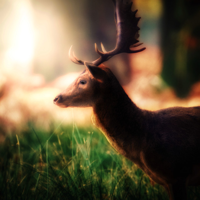 "Bathed in light" by Simon Martin - £15.00 "Bathed in light" stock image