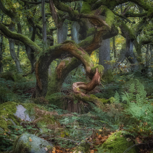 "Twisted" by Simon Martin - £15.00 "Twisted" stock image