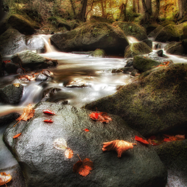 "Autumn at Padley" stock image