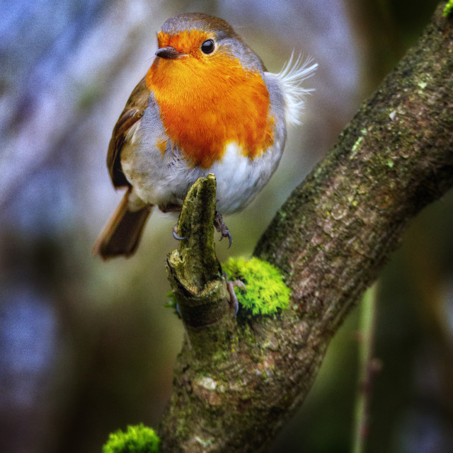 "Red red Robin" by Simon Martin - £15.00 "Red red Robin" stock image