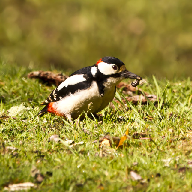 "Greater spotted woodpecker male with grub" stock image