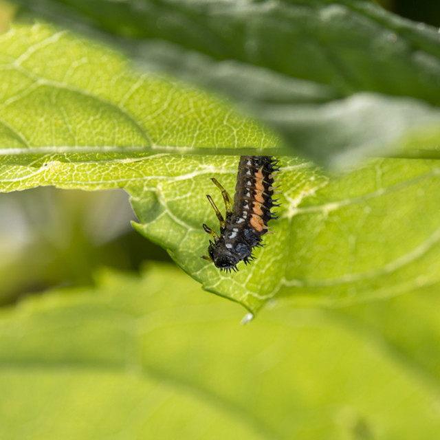 "Harlequin Ladybird Larva (Harmonia Axyridis)" by Bobb Strongman - £20.00 "Harlequin Ladybird Larva (Harmonia Axyridis)" stock image