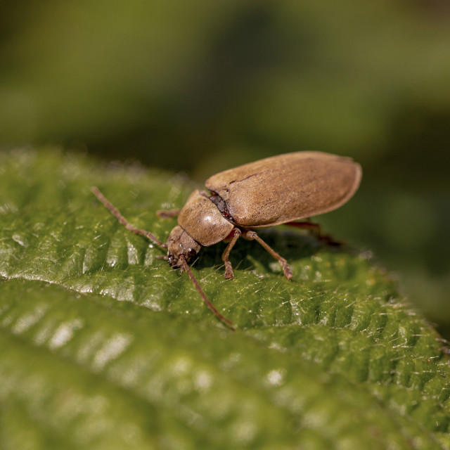 "Orchid Beetle ( Dascillus Cervinus)" by Bobb Strongman - £20.00 "Orchid Beetle ( Dascillus Cervinus)" stock image