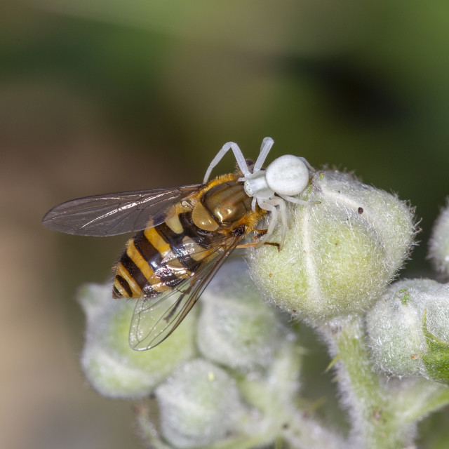 "Flower Crab Spider Catching a Hoverfly" by Bobb Strongman - £20.00 "Flower Crab Spider Catching a Hoverfly" stock image