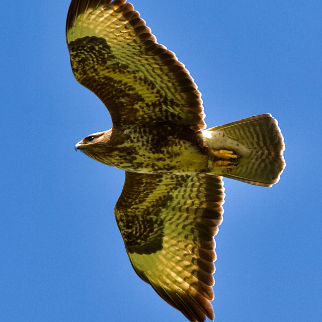 "Flying high" stock image