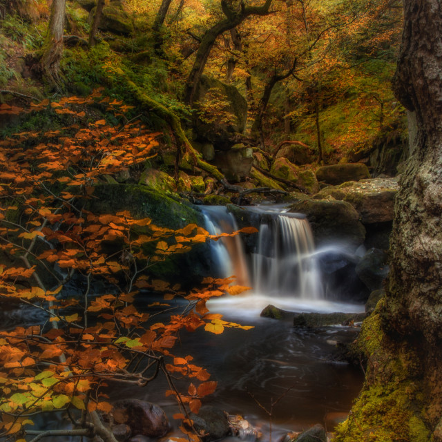 "Padley Gorgeous" by Simon Martin - £15.00 "Padley Gorgeous" stock image