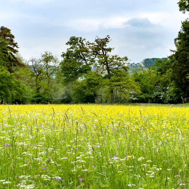 "Meadow next to River Swale, Richmond, North Yorkshire." stock image