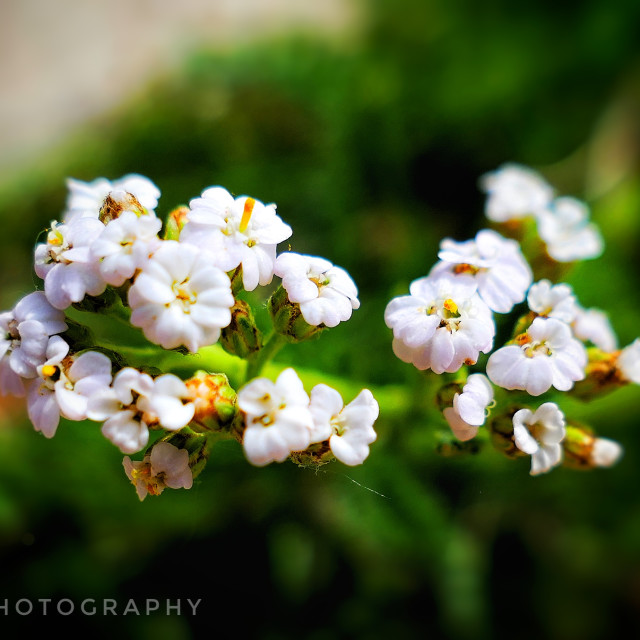 "Common yarrow" by MLLL Photography - $25.35 "Common yarrow" stock image