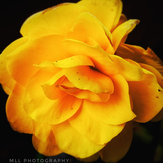"Begonia darling" by MLLL Photography - $23.25 "Begonia darling" stock image