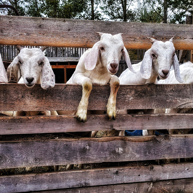 "Curious goats" by MLLL Photography - $18.36 "Curious goats" stock image
