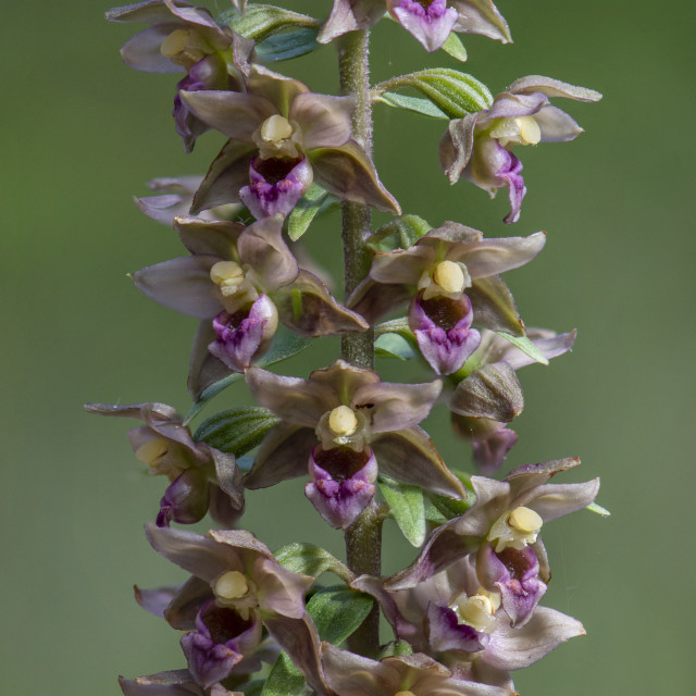 "Broad-leaved Helleborine subsp. Epipactis tremolsii, wild orchid, Andalusia, Spain." stock image