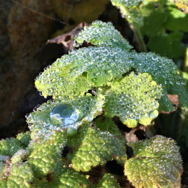 "Water drops sparkle like crytstal" by Nature2Cool Photography - $12.20 "Water drops sparkle like crytstal" stock image
