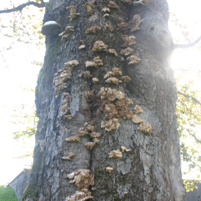 "Mushrooms on a tree" by Nature2Cool Photography - $12.20 "Mushrooms on a tree" stock image