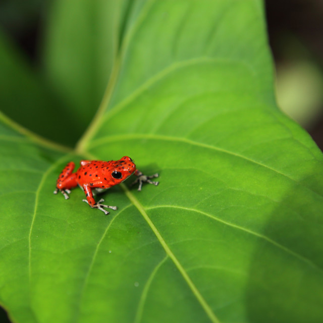 "Rana Roja de Bocas del toro , Panamá" stock image