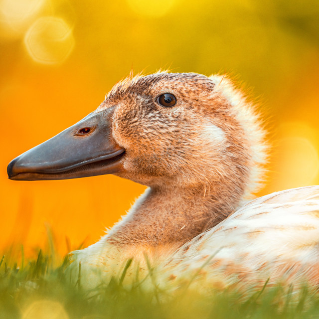 "Little duck in the meadow" stock image