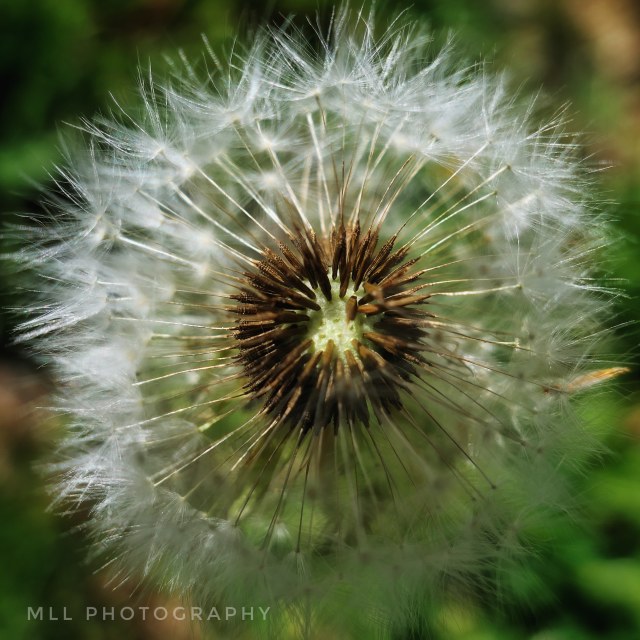 "Ready for flight" by MLLL Photography - $21.38 "Ready for flight" stock image
