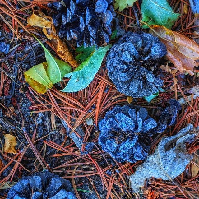 "Blueberry pine" by MLLL Photography - $21.38 "Blueberry pine" stock image