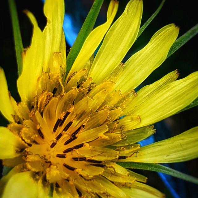"Invasive goat's beard" by MLLL Photography - $21.38 "Invasive goat's beard" stock image