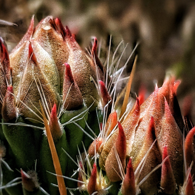 "Cactus baby" by MLLL Photography - $21.38 "Cactus baby" stock image