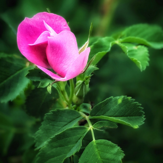 "Wild prairie rose" by MLLL Photography - $21.38 "Wild prairie rose" stock image