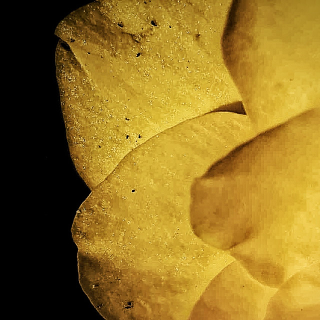 "Yellow petals sunset" by MLLL Photography - $21.38 "Yellow petals sunset" stock image