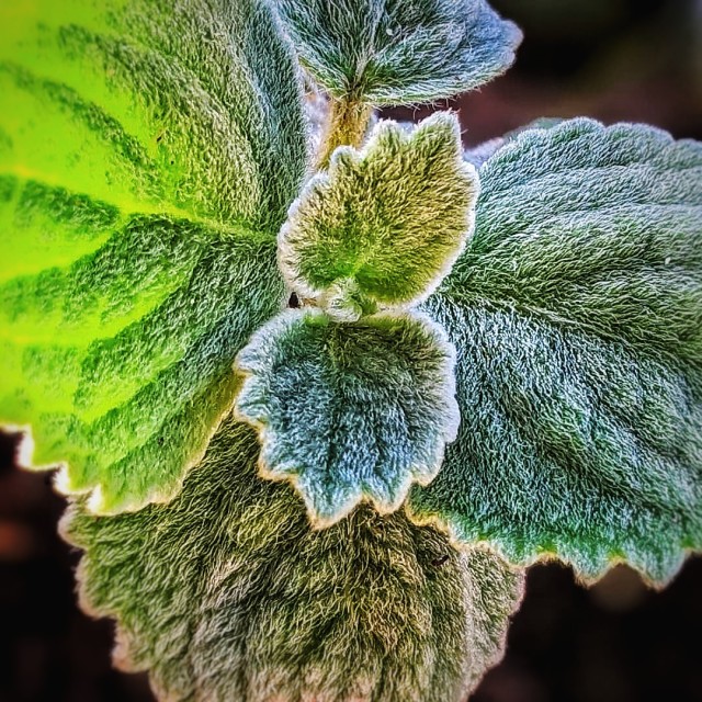 "Fuzzy garden petals" by MLLL Photography - $21.38 "Fuzzy garden petals" stock image