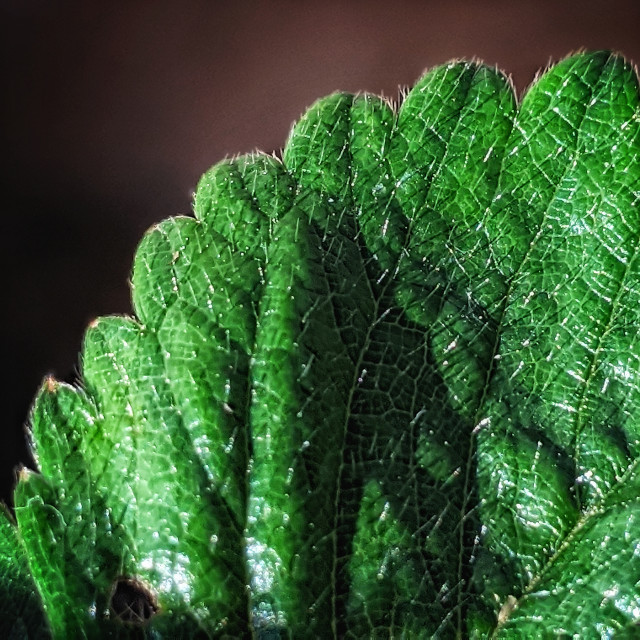 "Strawberry leaves forever" by MLLL Photography - $21.38 "Strawberry leaves forever" stock image