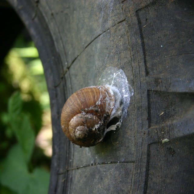 "Snail on tire" by Nature2Cool Photography - $12.20 "Snail on tire" stock image