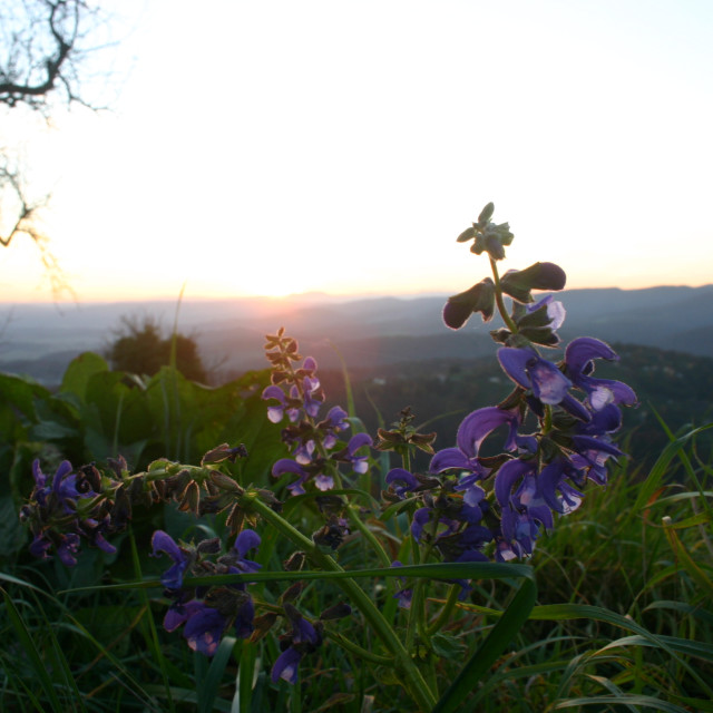 "Evening floral sunset" by Nature2Cool Photography - $18.30 "Evening floral sunset" stock image