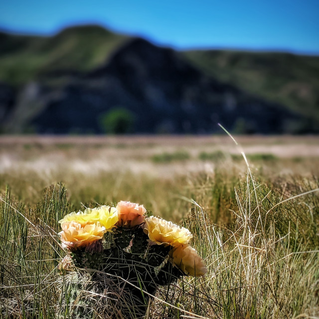 "Cactus flower on the prairies" by MLLL Photography - $21.38 "Cactus flower on the prairies" stock image